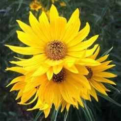 Santa Fe Maximilian's Sunflower (Helianthus) -Green Haven Sales hcgsp15jackganse 23526409 helian
