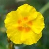 Ben Fhada Rock Rose (Helianthemum)