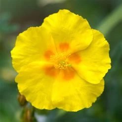 Ben Fhada Rock Rose (Helianthemum)