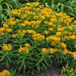 Hello Yellow Butterfly Weed 9 Hello Yellow Butterfly Weed -Green Haven Sales hello yellow butterfly weed