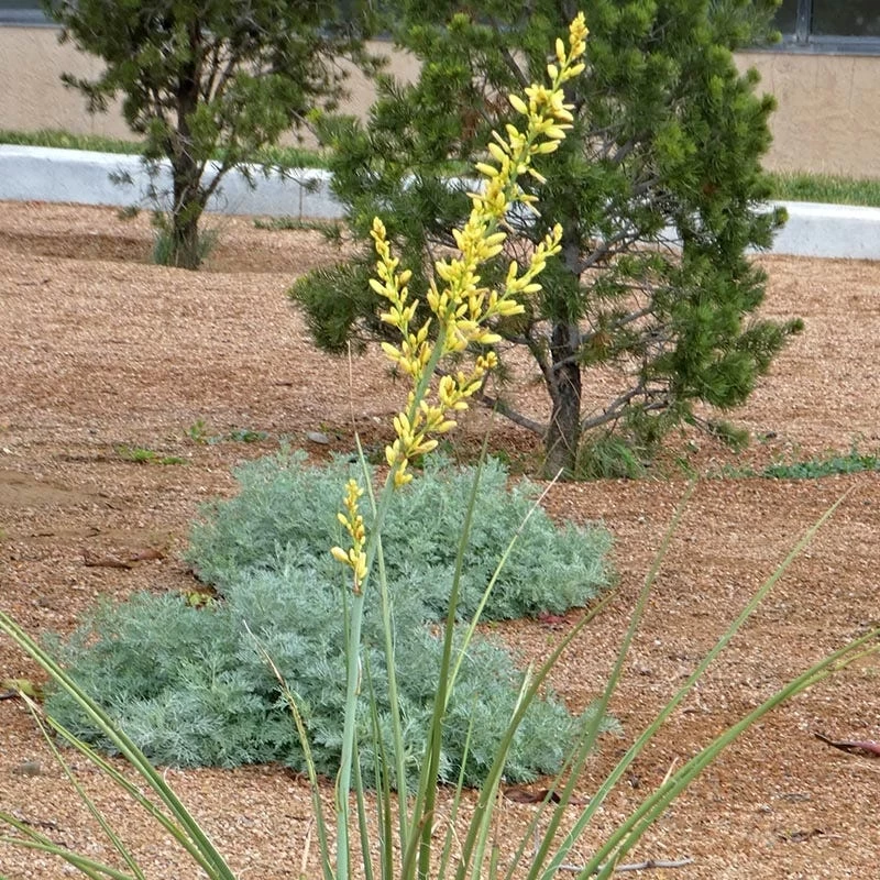 Yellow Flowering Texas Yucca (Hesperaloe) 7 Yellow Flowering Texas Yucca (Hesperaloe) - Image 5