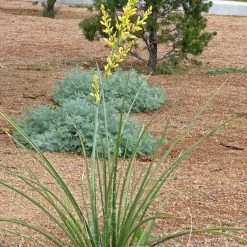 Yellow Flowering Texas Yucca (Hesperaloe) 9 Yellow Flowering Texas Yucca (Hesperaloe) -Green Haven Sales hesperaloe parviflora yellow plant and flower