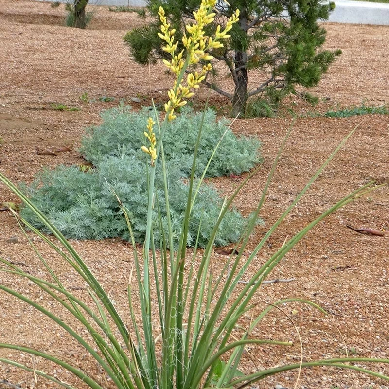 Yellow Flowering Texas Yucca (Hesperaloe) 5 Yellow Flowering Texas Yucca (Hesperaloe) - Image 3