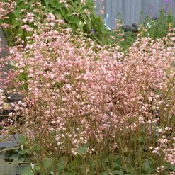 Weston Pink Coral Bells -Green Haven Sales heuchera weston pink coral bells