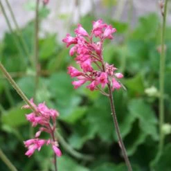 Dwarf Coral Bells -Green Haven Sales heuchera sanquinea v. pulchra