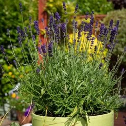 Hidcote Superior English Lavender -Green Haven Sales hidcote superior english lavender pot