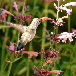 Agastache Rupestris -Green Haven Sales hummingbird agastache rupestris robert latham ca 2 1 4