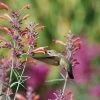 Agastache Rupestris -Green Haven Sales hummingbird agastache rupestris pam koch 3