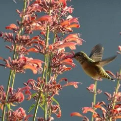 Agastache Rupestris -Green Haven Sales hummingbirdandagastache rupestris