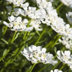 Purity Dwarf Candytuft (Iberis) -Green Haven Sales iberis sempervirens purity dwarf candytuft 59555 1 1
