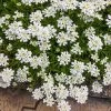 Purity Dwarf Candytuft (Iberis) -Green Haven Sales iberis sempervirens purity dwarf candytuft 59555 3 2