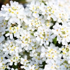 Purity Dwarf Candytuft (Iberis) -Green Haven Sales iberis sempervirens purity dwarf candytuft 59555 4 1
