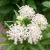 Ice Ballet Swamp Milkweed -Green Haven Sales ice ballet 1