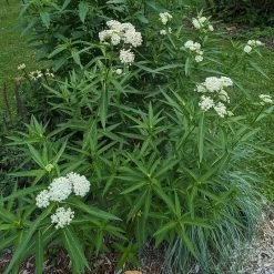 Ice Ballet Swamp Milkweed -Green Haven Sales ice ballet 4