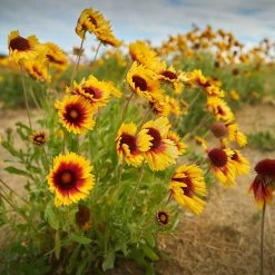 Dry Area Wildflower Seed Mix 11 Dry Area Wildflower Seed Mix -Green Haven Sales indian blanket flower