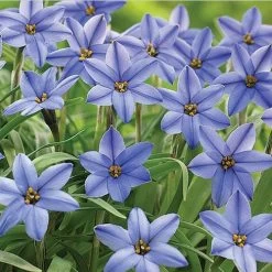 Front Page -Green Haven Sales ipheion uniflorum jessie 59592 web