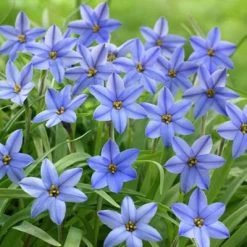 Jessie Spring Starflower -Green Haven Sales ipheionjessie