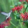 Jacob Cline Bee Balm -Green Haven Sales jacob kline monardaand annas hummingbird pam koch az 3