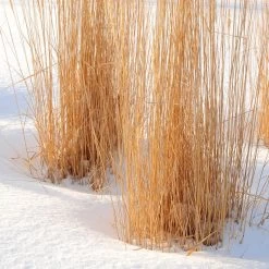Karl Foerster Feather Reed Grass -Green Haven Sales karl foerster feather reed grass winter