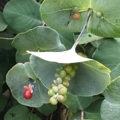 Kintzley's Ghost® Honeysuckle Vine -Green Haven Sales kintzkeys ghost honeysucke 2