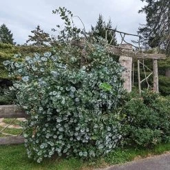 Kintzley's Ghost® Honeysuckle Vine -Green Haven Sales kintzkeys ghost honeysucke 3