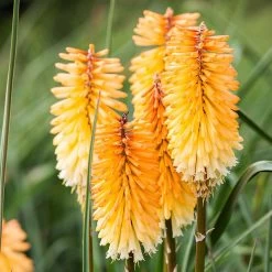 Dwarf Red Hot Poker -Green Haven Sales kniphofia triangularis dwarf red hot poker