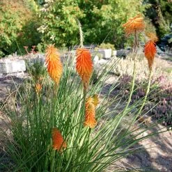 Dwarf Red Hot Poker -Green Haven Sales kniphofia trangularis mike daavy