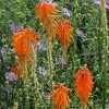 Dwarf Red Hot Poker -Green Haven Sales kniphofia triangularis biennial aster