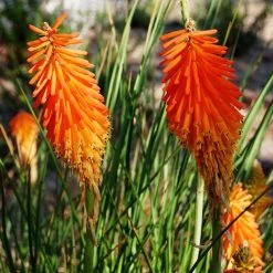 Dwarf Red Hot Poker -Green Haven Sales kniphofia triangularis mike davvy