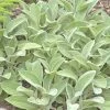 Helen Von Stein Lamb's Ear -Green Haven Sales lambs ear helen von stein walters garden 2