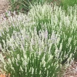 FlowerKisser® Delft Blue & White English Lavender -Green Haven Sales lavandula angustifolia flowerkisser delft blue and white flowers