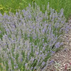 FlowerKisser® Delft Blue & White English Lavender -Green Haven Sales lavandula angustifolia flowerkisser delft blue and white whole plant garden