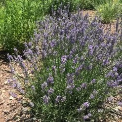 FlowerKisser® Delft Blue & White English Lavender -Green Haven Sales lavandula angustifolia flowerkisser delft blue white flowers