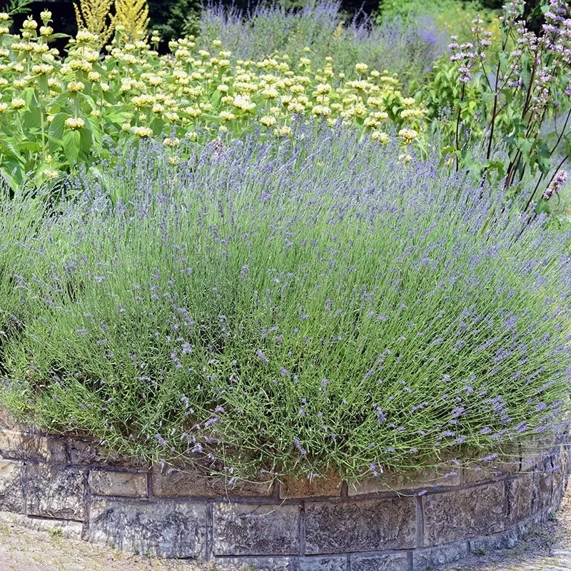 Hardy Jerusalem Sage (Phlomis) 4 Hardy Jerusalem Sage (Phlomis) - Image 2