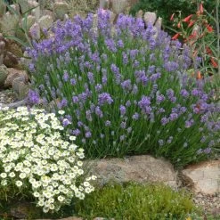 Wee One Dwarf English Lavender -Green Haven Sales lavandula angustifolia wee one with melampodium leucanthum 1