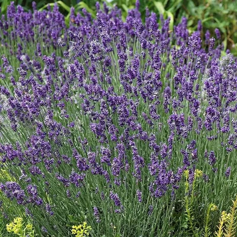 Buena Vista English Lavender 4 Buena Vista English Lavender - Image 2