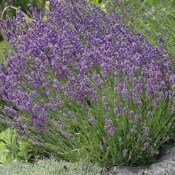 Buena Vista English Lavender 7 Buena Vista English Lavender -Green Haven Sales lavandula buena vista lavender garden 2