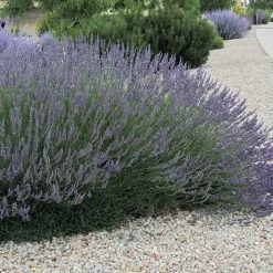 Grosso French Lavender -Green Haven Sales lavandula grosso 63152 web 3 1 1