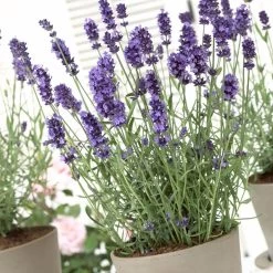 Hidcote Blue English Lavender -Green Haven Sales lavandula hidcote lavender pot 1