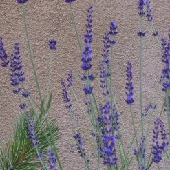 Gros Bleu French Lavender -Green Haven Sales lavandula inter gros bleu close up 1