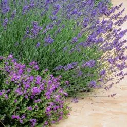 Dark Violet Skullcap (Scutellaria) -Green Haven Sales lavandula pastor pride scutellaria violet cloud