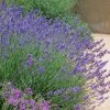 Pastor's Pride English Lavender 1 Pastor's Pride English Lavender -Green Haven Sales lavandula pastors pride lavender 1 2