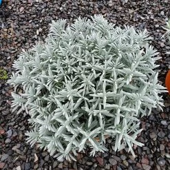 Sensational!™ Lavender -Green Haven Sales lavandula sensational 1