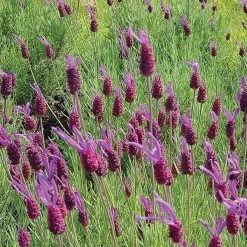 Purple Ribbon Spanish Lavender -Green Haven Sales lavandula stoechas pink ribbon spanish lavender