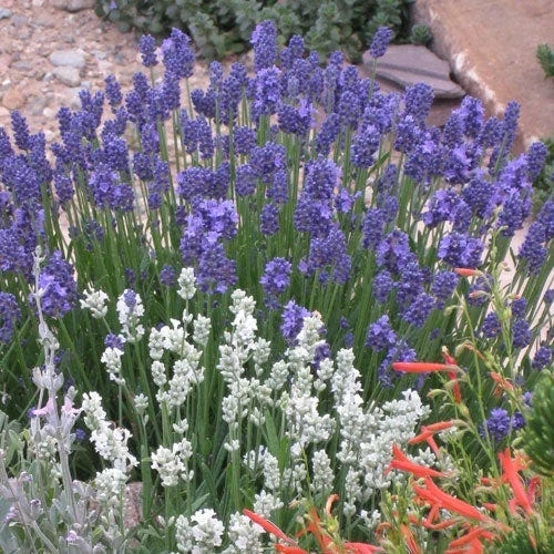 Thumbelina Leigh Dwarf English Lavender 4 Thumbelina Leigh Dwarf English Lavender - Image 2