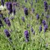 Hidcote Blue English Lavender -Green Haven Sales lavandula angustifolia hidcote blue lavender enlgish blue cropped