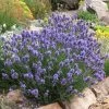 Thumbelina Leigh Dwarf English Lavender