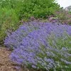 Blue Cushion English Lavender -Green Haven Sales lavandula blue cushion garden 10958 3