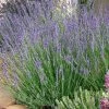 Gros Bleu French Lavender 2 Gros Bleu French Lavender -Green Haven Sales lavandula intermedia 63156 1 web 5