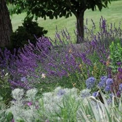 Sharon Roberts English Lavender -Green Haven Sales lavandula sharon roberts 1